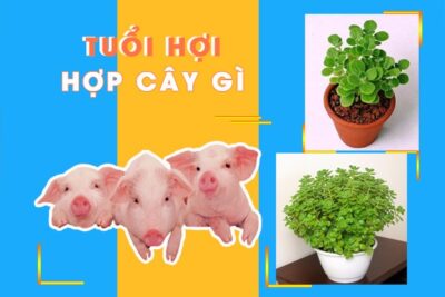 Tuổi Hợi hợp cây gì?