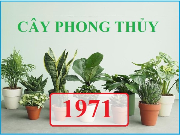 Cây gì hợp với tuổi Hợi 1971