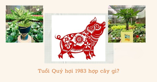 Cây gì hợp với tuổi Hợi 1983