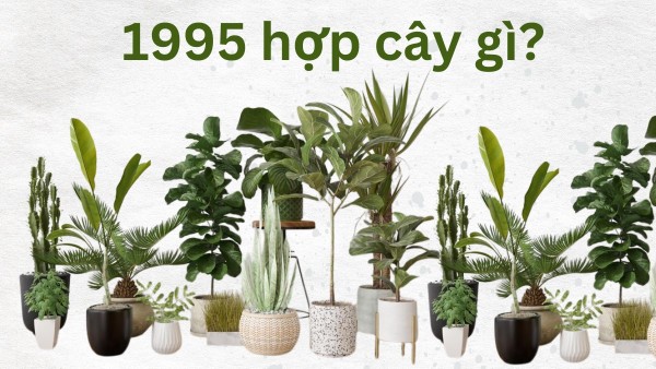 Cây gì hợp với tuổi Hợi 1995