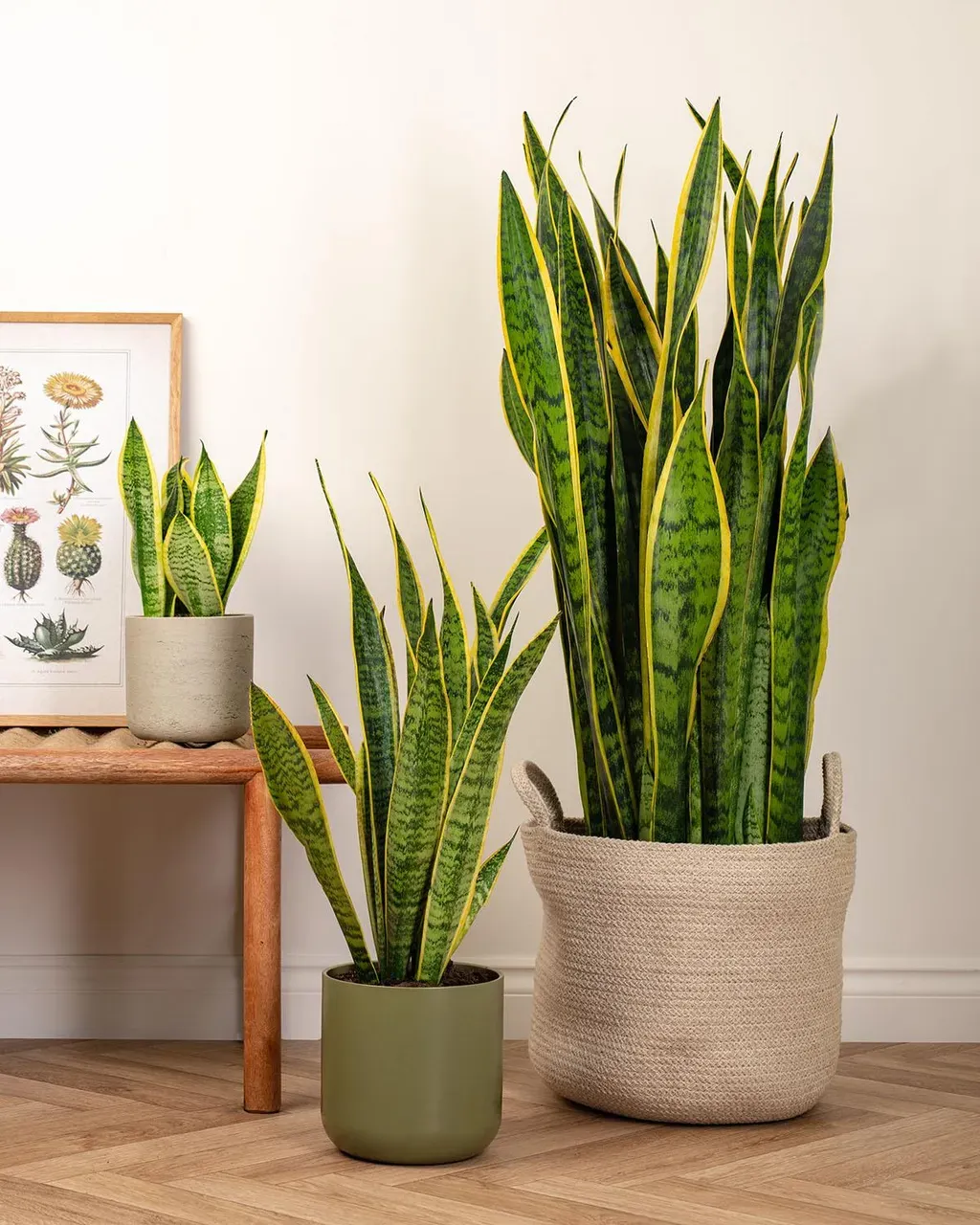 Cây lưỡi hổ (Snake Plant) - ý nghĩa về sự bình yên