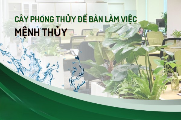 Chọn cây phong thủy để bàn cho mệnh Thủy