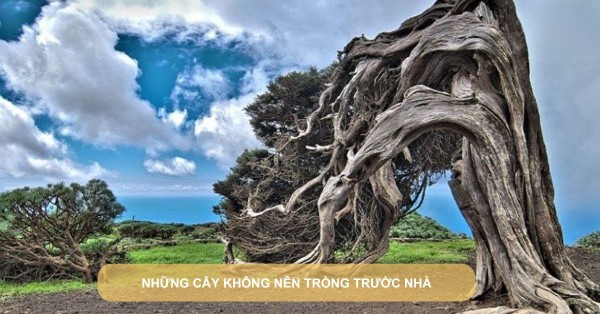 Những cây không nên trồng trước nhà