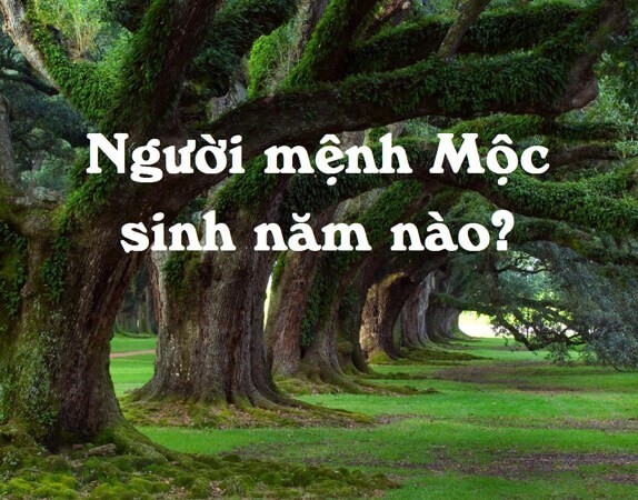 Người mệnh Mộc được sinh vào những năm nào?