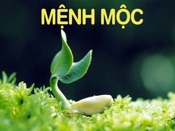 Đặc điểm và tính cách của người mệnh Mộc