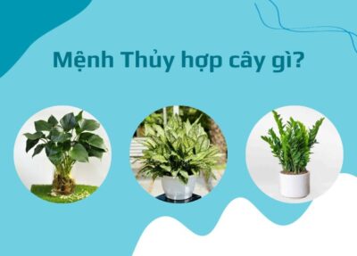 Mệnh Thủy hợp cây gì? 10 Cây cảnh tốt nhất cho người mệnh Thủy