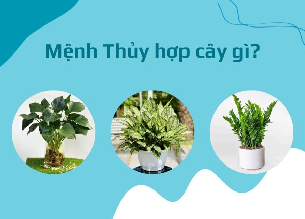 Những điều cần lưu ý khi lựa chọn mệnh Thủy hợp cây gì trong nhà