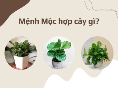 Những điều cần lưu ý khi chọn cây cho người mệnh Mộc