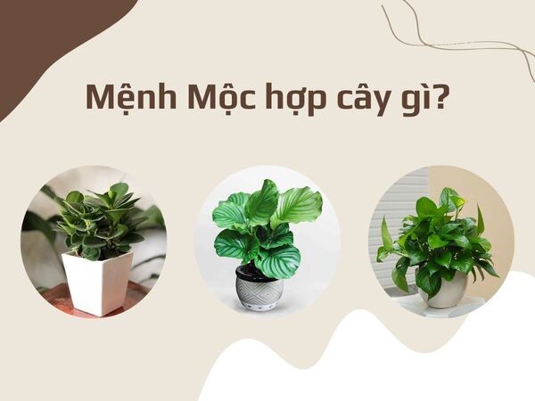 Những điều cần lưu ý khi chọn cây cho người mệnh Mộc