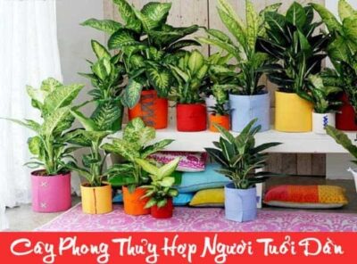 Tuổi dần hợp cây gì? Cây cảnh phong thủy tuổi Dần hút tài lộc