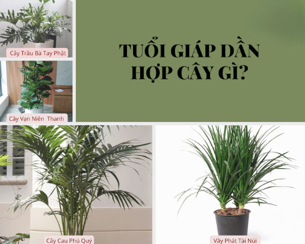 Tuổi Giáp Dần (1914, 1974) hợp cây phong thủy gì?