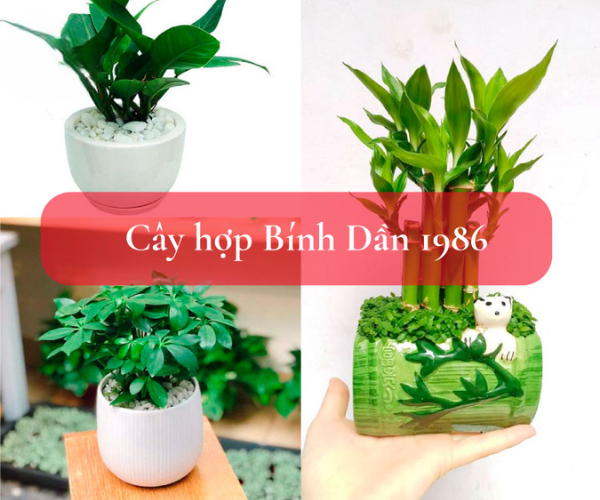 Tuổi Bính Dần (1926, 1986) hợp cây phong thủy gì?