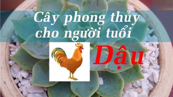 Tuổi Dậu hợp cây phong thủy