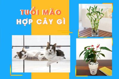 Tuổi Mão hợp cây gì? 10 Cây phong thủy may mắn tài lộc