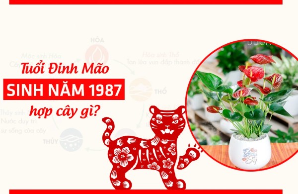 Tuổi Đinh Mão (1987) hợp cây phong thủy gì?