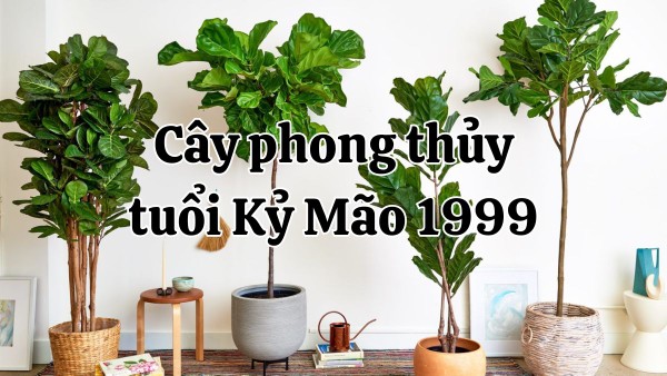 Tuổi Kỷ Mão (1939, 1999) hợp cây phong thủy gì?