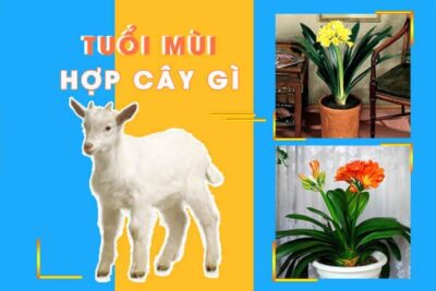 Người tuổi Mùi hợp cây gì?