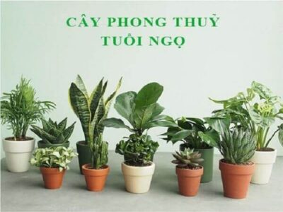 Tuổi Ngọ hợp cây gì? Cây phong thủy giúp thu hút tài lộc