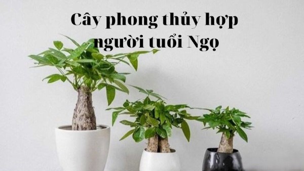 Cách chọn cây phong thủy theo từng năm sinh