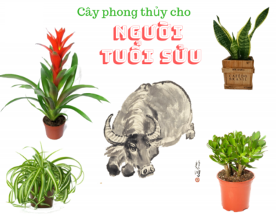 Tuổi sửu hợp cây gì? Các loại cây phong thủy hợp mệnh gia chủ