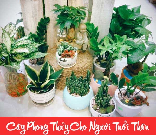 Tuổi Thân hợp cây gì?