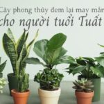 Cây Hợp cho người tuổi Canh Tuất