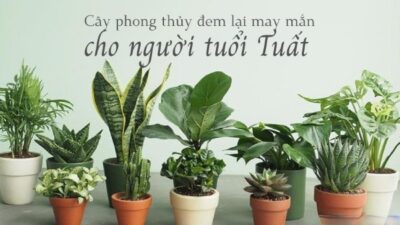 Tuổi Tuất hợp cây gì? Cây phong thủy hợp tuổi phát tài phát lộc