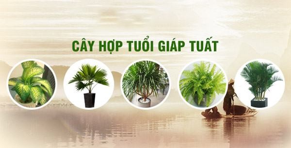 Cây Hợp cho người tuổi Giáp Tuất