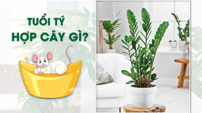 Tuổi tý hợp cây gì? Cách chọn cây phong thủy hợp mệnh tuổi Tý