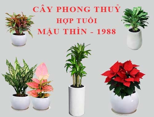 Các loại cây phong thủy hợp tuổi thìn 1988