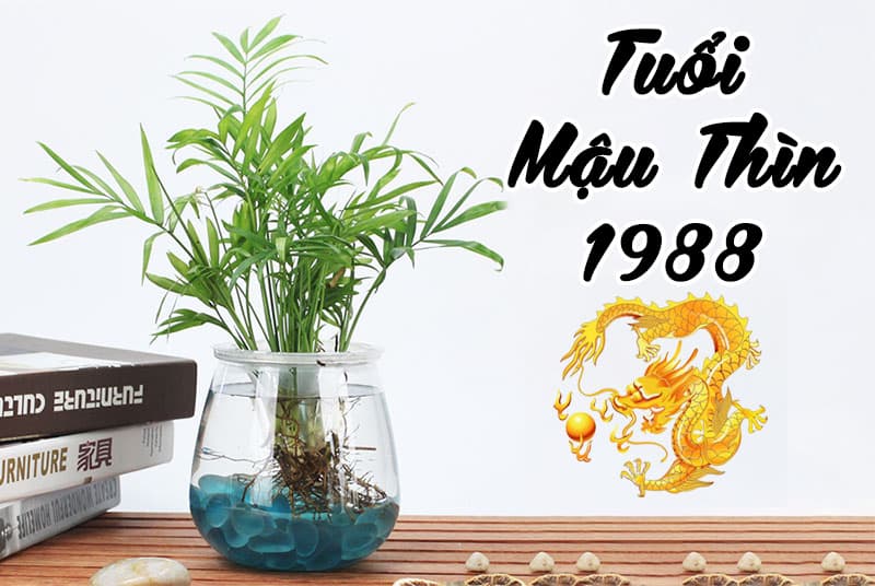 Các vấn đề liên quan đến cây phong thủy tuổi thìn 1988