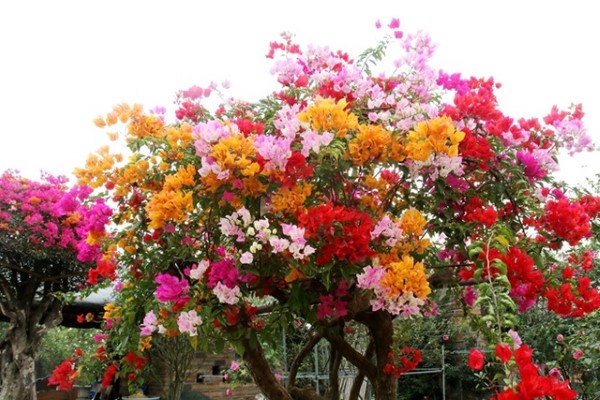 Hoa giấy Thái Lan (Bougainvillea Spectabilis)