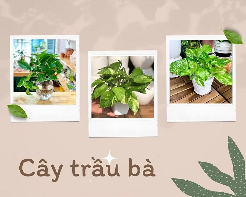 Phong thủy cây trầu bà hợp với tuổi gì?