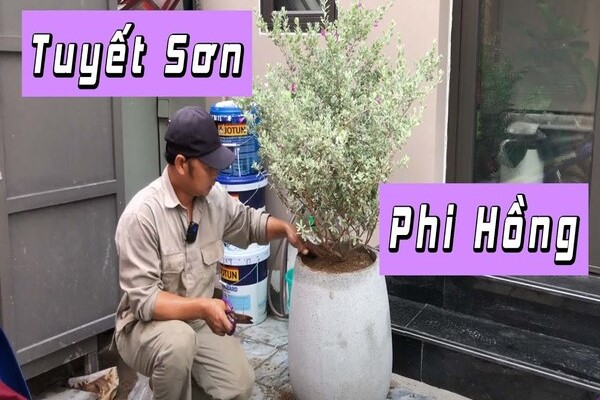 Hướng dẫn cách trồng cây Tuyết Sơn Phi Hồng tại nhà