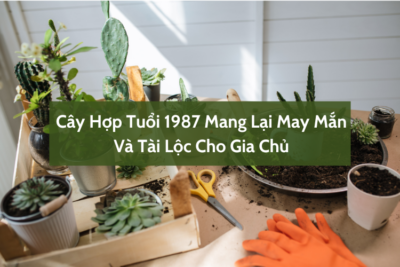 Cây hợp Mệnh Hỏa 1987 đem lại may mắn, tài lộc