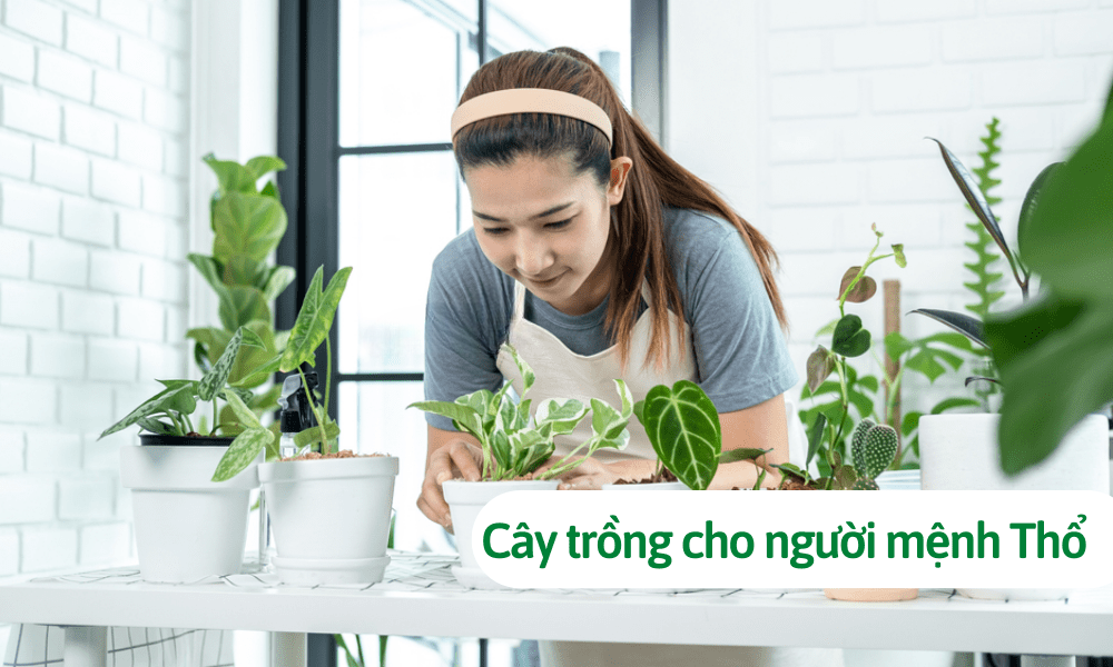 Cách chăm sóc cây hợp mệnh Thổ