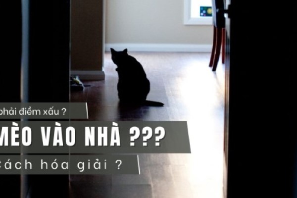 Cách hóa giải vận xui khi mèo vào nhà