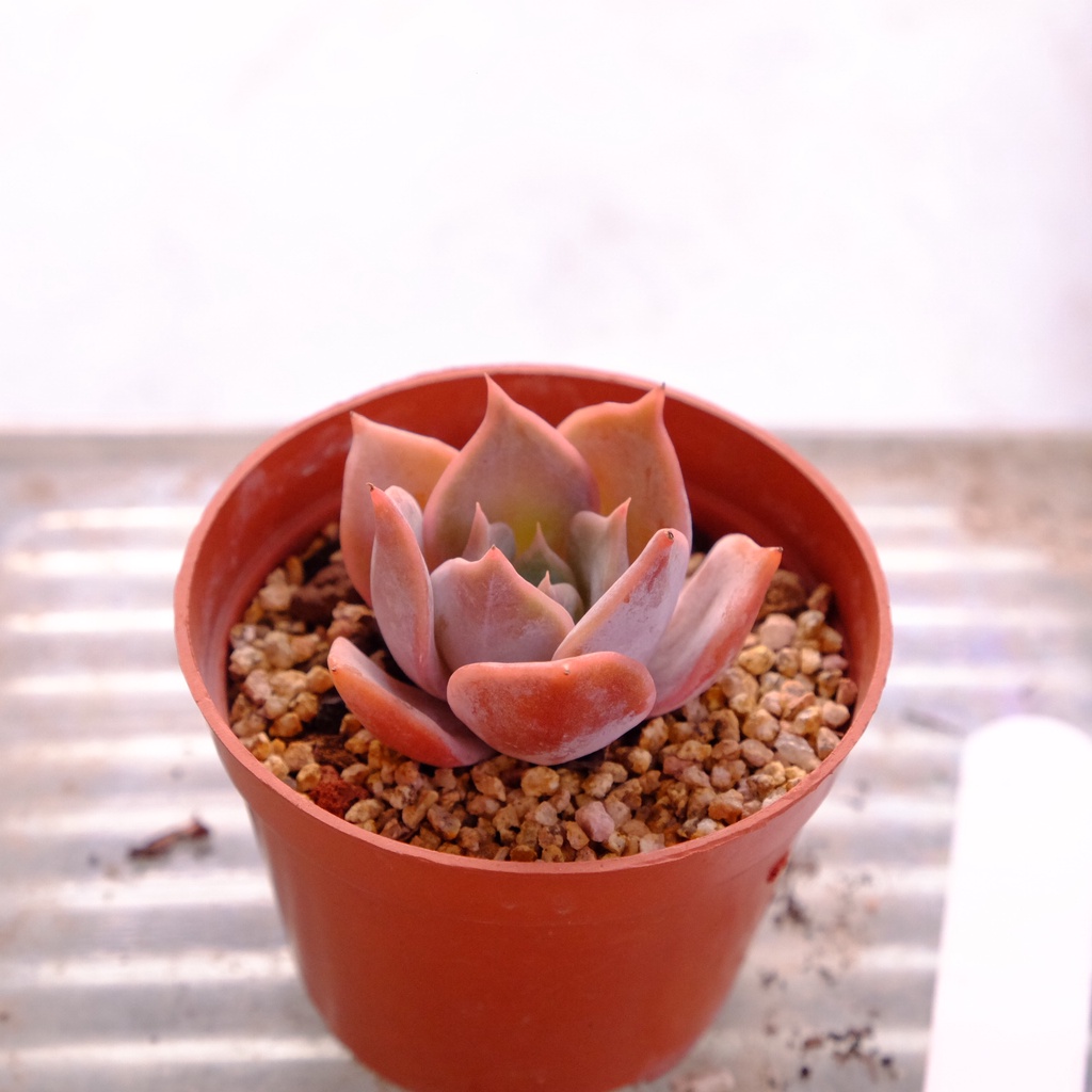 Sen Đá Đỏ (Echeveria ‘Perle von Nürnberg’)