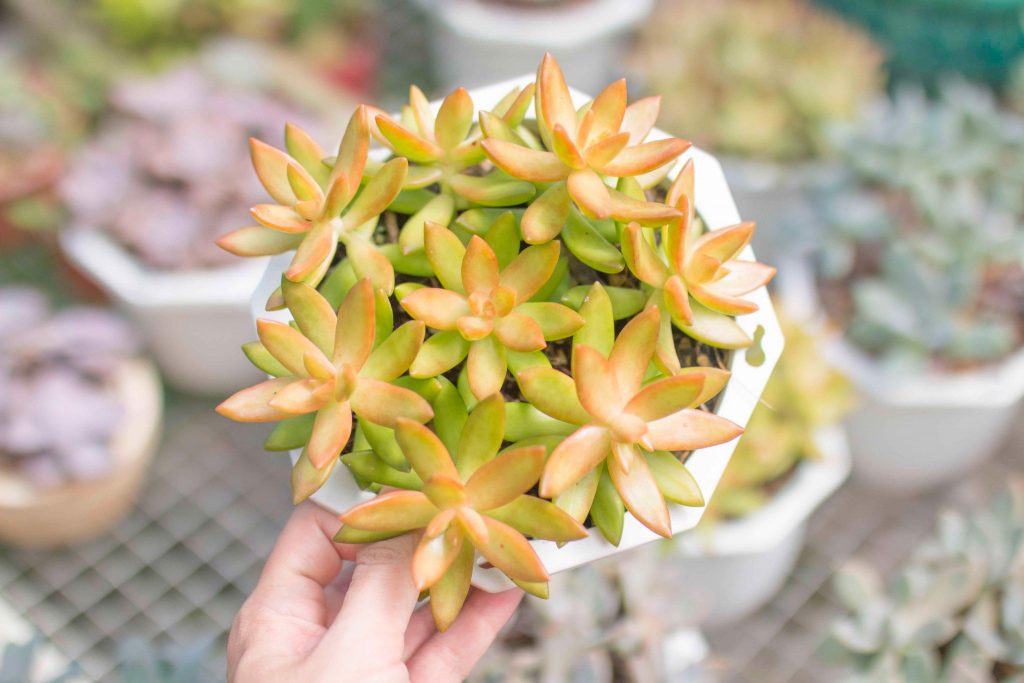 Sen Đá Vàng (Graptopetalum paraguayense)