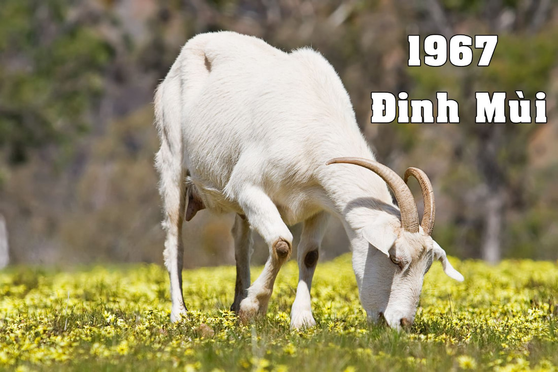 Tuổi Đinh Mùi 1967 hợp hướng nào? Tuổi Đinh Mùi 1967 hợp hướng nào?