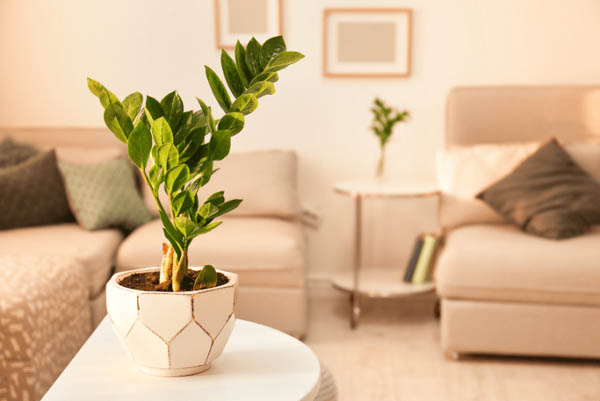 Cách hóa giải nếu người mệnh Thổ vẫn trồng cây Kim Tiền Cách hóa giải nếu người mệnh Thổ vẫn trồng cây Kim Tiền