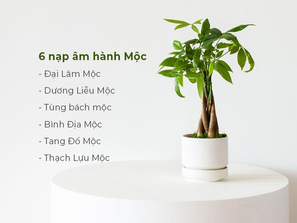 Nạp âm của mệnh Mộc và ý nghĩa của từng loại Nạp âm của mệnh Mộc và ý nghĩa của từng loại