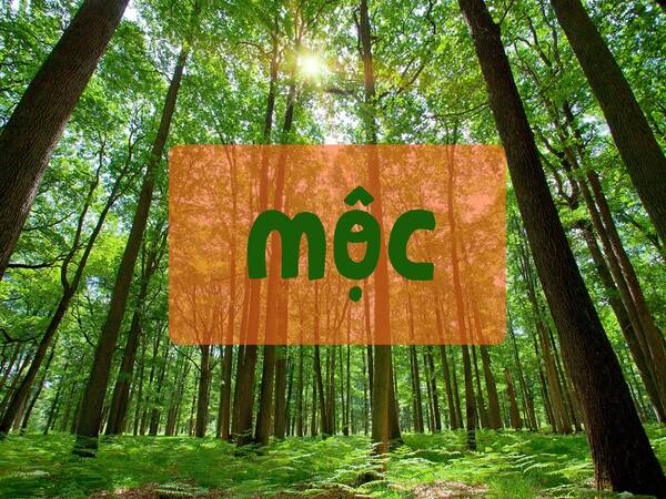 Giải đáp thắc mắc thường gặp về người mệnh Mộc Giải đáp thắc mắc thường gặp về người mệnh Mộc