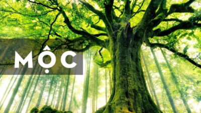 Mệnh mộc sinh năm nào - Giải mã bí ẩn ngũ hành và vận mệnh đời sống