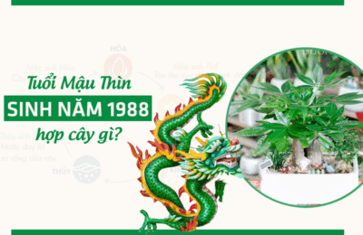 Cây hợp mệnh mộc 1988 - Chọn lựa cây phong thủy mang tài lộc và bình an