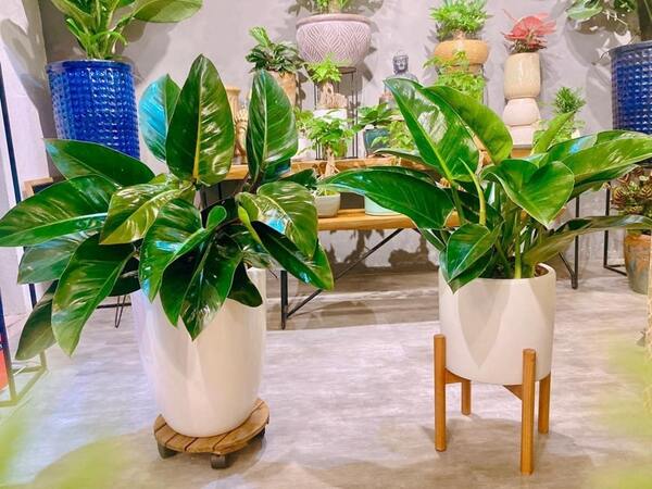 Cây Trầu Bà Đế Vương Cây Trầu Bà Đế Vương