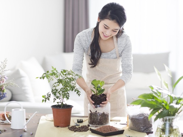 Bí quyết chăm sóc cây phong thủy hợp mệnh Mộc Bí quyết chăm sóc cây phong thủy hợp mệnh Mộc