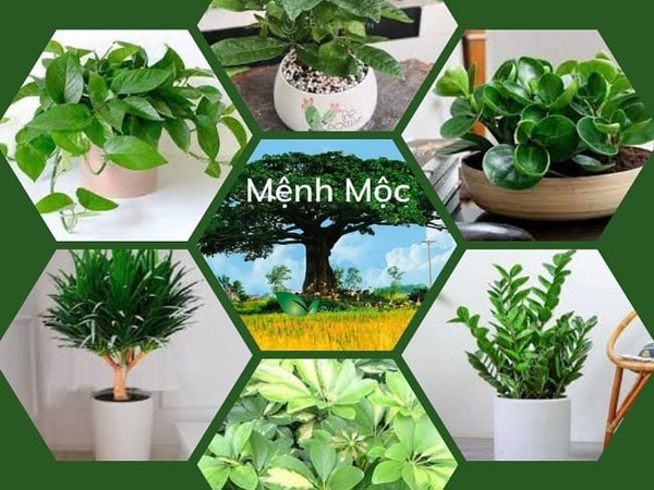 Câu hỏi thường gặp về cây hợp mệnh mộc 1988 Câu hỏi thường gặp về cây hợp mệnh mộc 1988