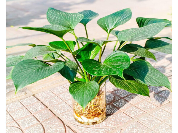Cây Thanh Tâm Cây Thanh Tâm