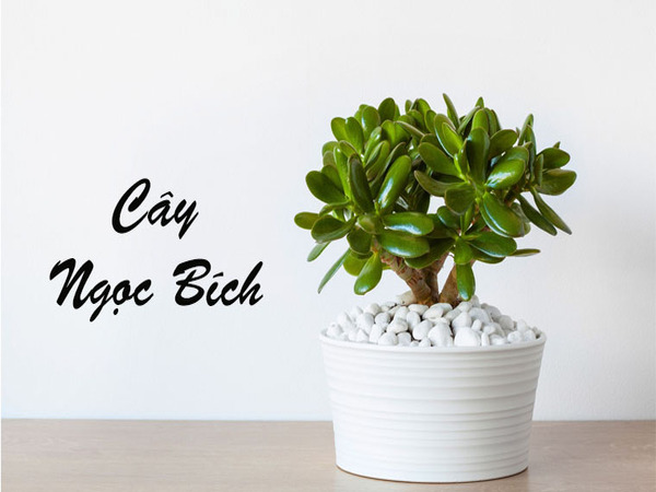 Cây Ngọc Bích Cây Ngọc Bích